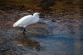 L'aigrette fouille au fond du port du Bétey 3